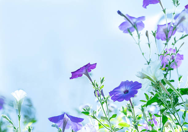 istock Lilac flowers in the field 506539885