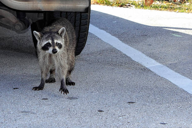 istock Raccoon in Florida 506540267