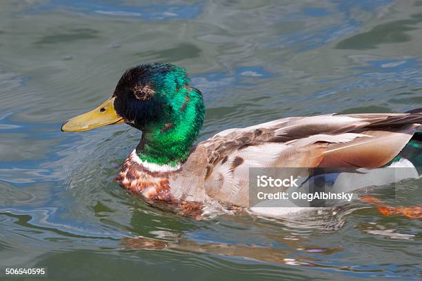 Mallard Duck Swimming In Lake George Stock Photo - Download Image Now - Adirondack State Park, Bird, Color Image