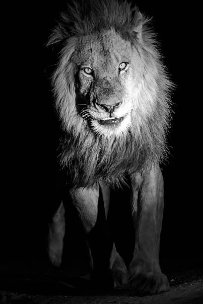istock Impressive male lion at night in black and white 506540894