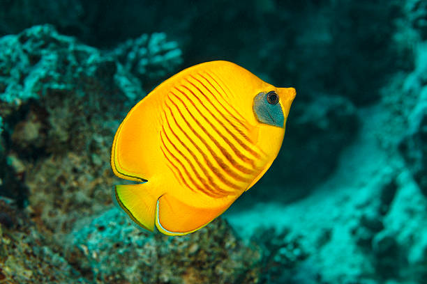 istock Sea life - Masked butterflyfish 506541165