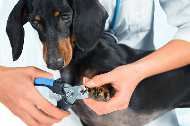 Doctor veterinarian is trimming dog nails stock photo