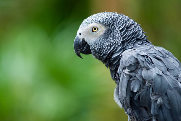 африканский серый попугай - bird nature animal head beak стоковые фото и изображения