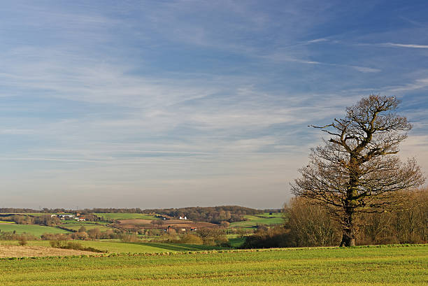Green Lush crop farmland in the English countryside with a view over fields and landscape. Nr. Leamington Spa, Warwickshire. English Midlands, England UK. It is a warm sunny day in summer. There are no people in the picture.