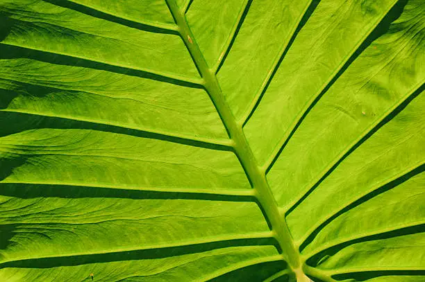 close-up of leaf veins, giant elephant ear or green taro texture