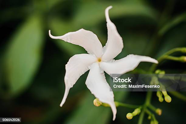 Foto de Da Arábia Jasmim E Flor Branca Em Forma De Estrela Reduzida Folhas  Verdes No Fundo e mais fotos de stock de Arábia - iStock