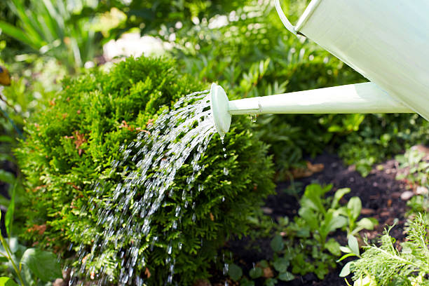 istock Watering plants with a watering can 506542082
