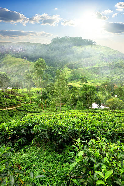 felder der tee - ceylon tea stock-fotos und bilder