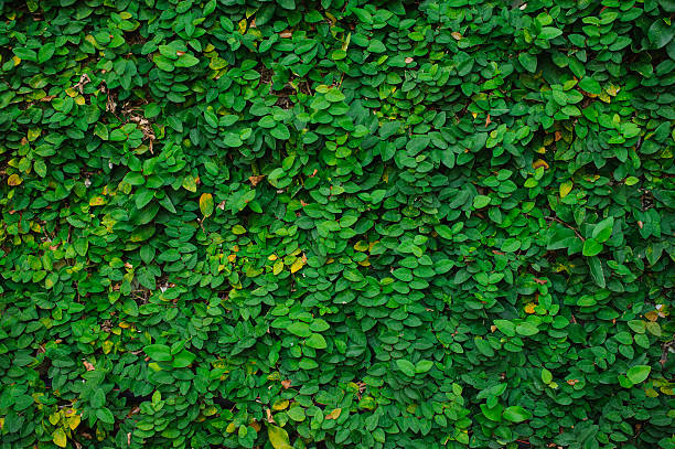 istock Green leaves on wall background 506542532