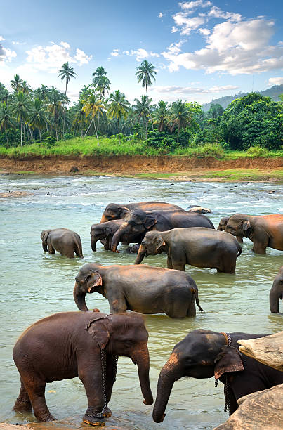 mandria di elefanti - safari animals asia palm tree animals in the wild foto e immagini stock