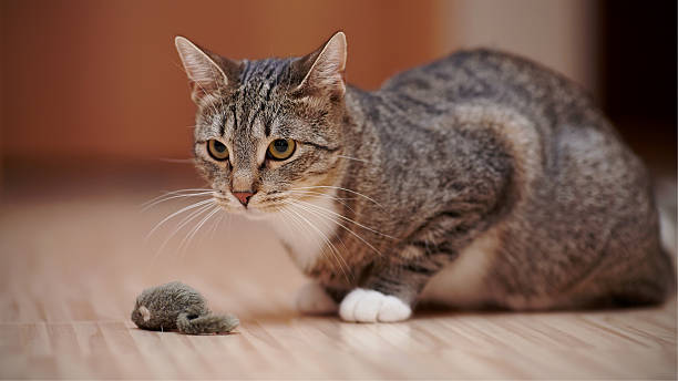 istock Striped cat with white paws plays with a toy mouse. 506542612