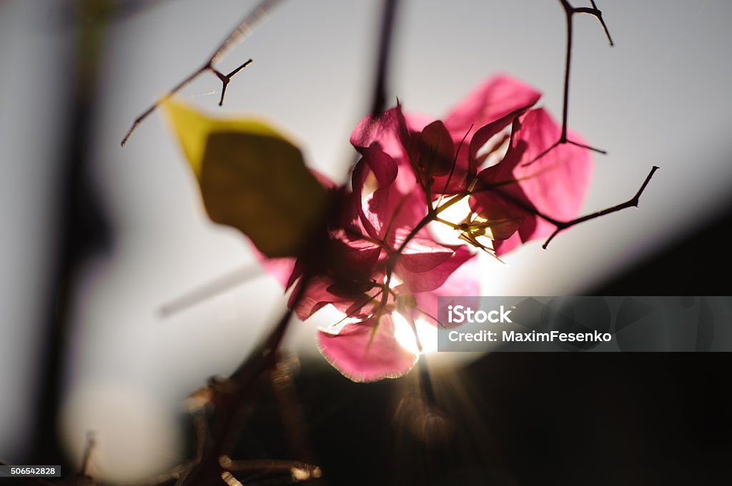 pastel fragrant pink bougainvillea flower with blurred background pastel fragrant pink bougainvillea flower with blurred background on sunlight Backgrounds Stock Photo