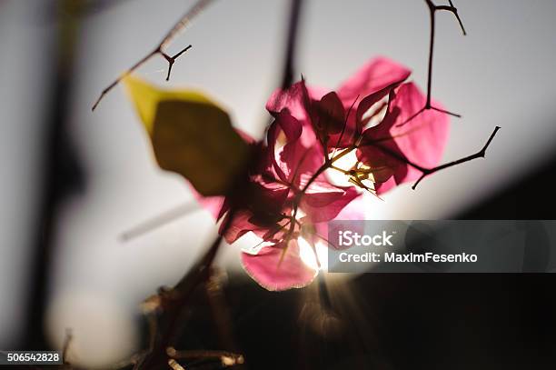 Pastel Fragrant Pink Bougainvillea Flower With Blurred Background Stock Photo - Download Image Now