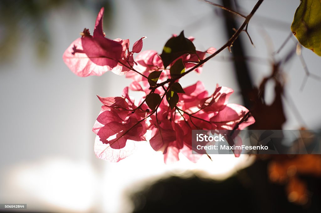 Beautiful abstract floral background with pink flowers Bougainvillea Beautiful abstract floral background with pink flowers Bougainvillea on sunlight Abstract Stock Photo