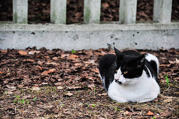 istock Black and white cat with mustache 506543350