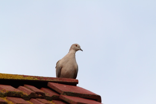 eurasian collared dove ( streptopelia decaocto ) standing on chimney