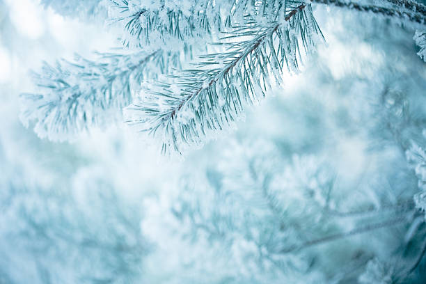 istock Frosted pine branches. Winter in the woods 506544440