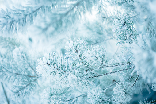Winter Background - frosted pine branches covered with snow on blurred background