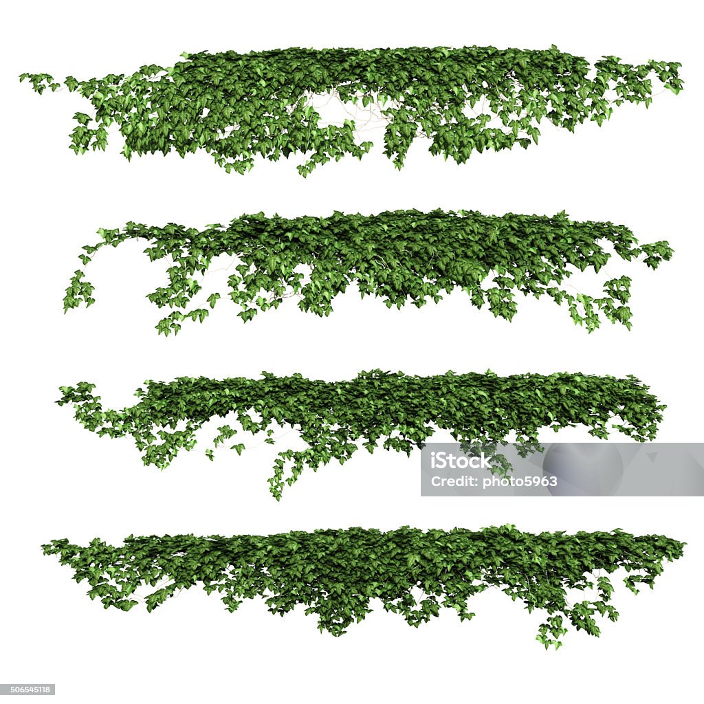 ivy ivy leaves isolated on a white background. Vine - Plant Stock Photo