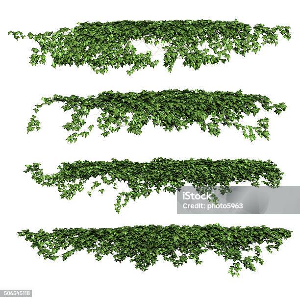 Ivy Stock Photo - Download Image Now - Vine - Plant, Cut Out, Ivy
