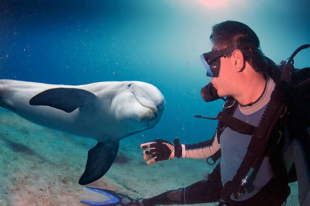 istock selfie with dolphin underwater coming to diver 506545658