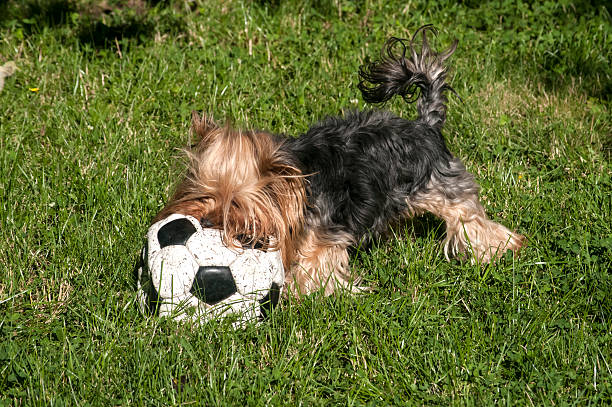 istock Yorkshire Terrier and football 506546504