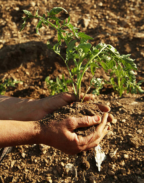 руки насаждения помидор росток - tomato human hand biologic field стоковые фото и изображения