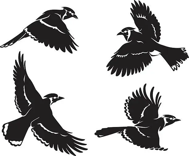 Vector illustration of Blue Jay Bird Set Silhouette