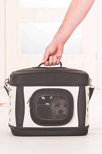 istock Dog sitting in his transporter 506548584