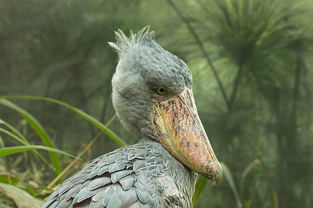 istock Portrait of shoebill 506548624