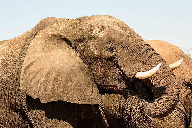 istock Head shot of an African Elephant 506549246