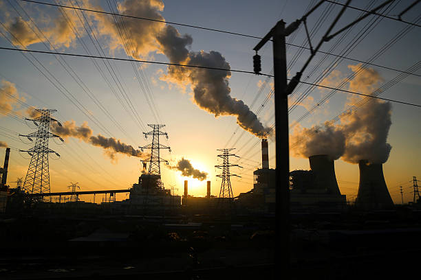 istock Plant in the sunset 506549454