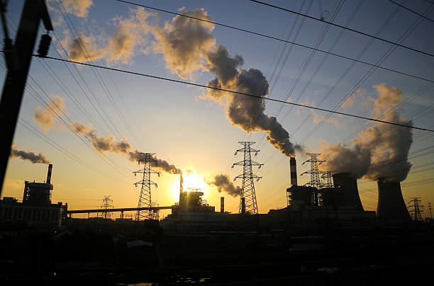 istock Plant in the sunset 506549476