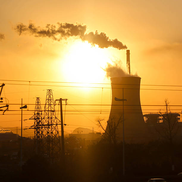 istock Plant in the sunset 506549524