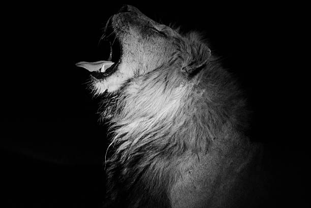 istock male Lion yawning at night in black and white 506549708