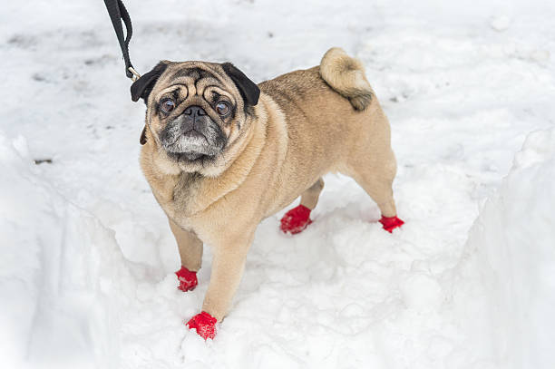 可愛らしいパグ着て赤のブーツで雪の冬 - animal dog winter snow ストックフォトと画像