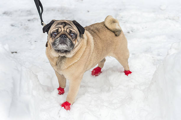 Adorable Pug wearing red boots, in the snow in winter stock photo