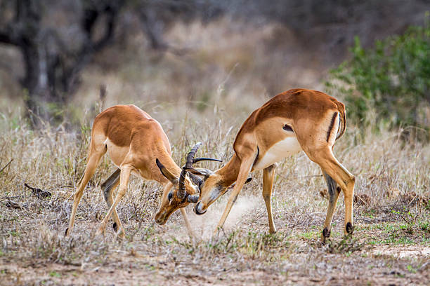 istock Impala in Kruger National park 506550412