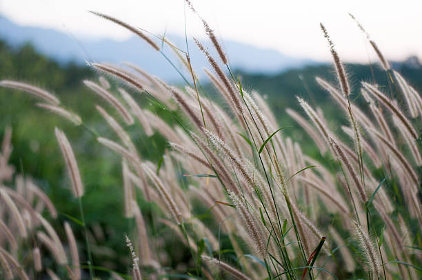 istock Grass Flowers in Winter, selective focus 506550560