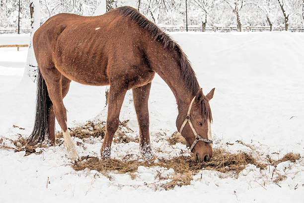 istock Horse in the winter 506550878