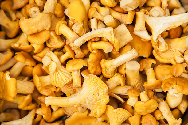 istock chanterelle mushrooms background 506551154