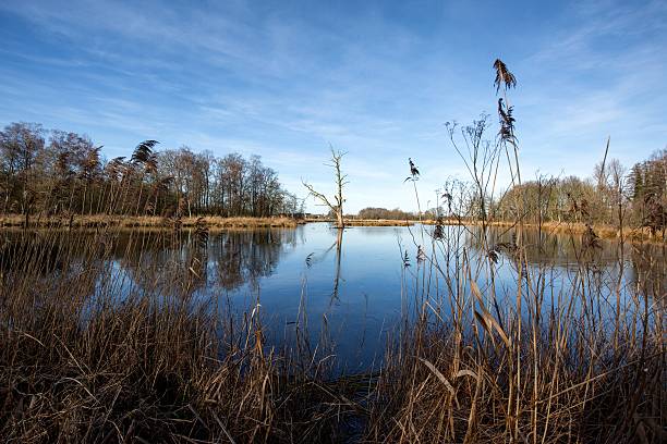istock Landscape at the De Witt Lake 506551490