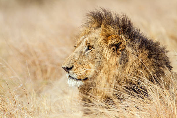 istock Lion in Kruger National park 506552002