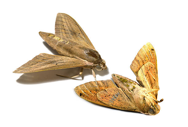 istock Two remains of moth dies on white background 506552048