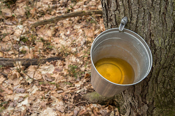 cubo de sap que se utiliza para recopilar de árboles de arce. - maple syrup sugar shack fotografías e imágenes de stock