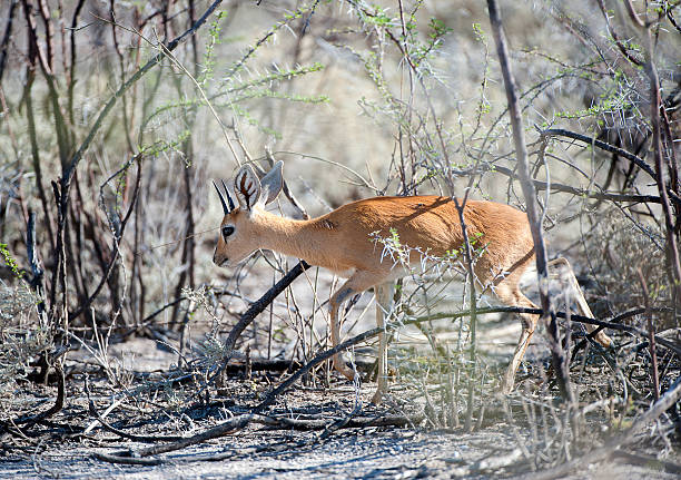 istock Sttenbok picks through undergrowth,Etosha National Park, Namibia, Africa 506552476