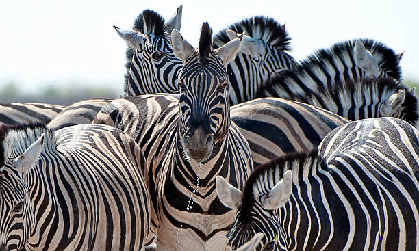istock Zebra collection, Etosha National Park, Namibia, Africa 506552672
