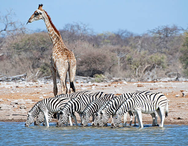 istock Lone guard, Etosha National Park, Namibia, Africa 506553034