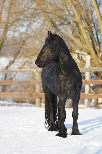istock Black frisian horse in winter 506553082