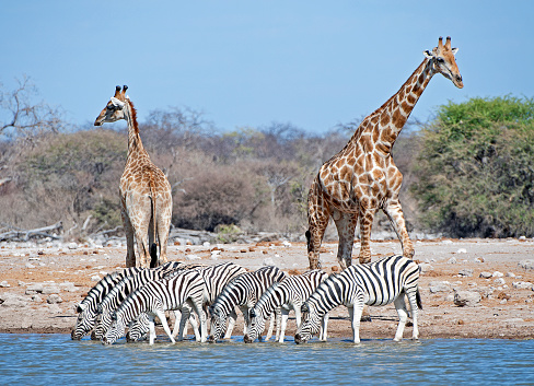 As Burchells Zebra drink at the waterhole so Giraffe maintain a watchful lookout, Etosha National Park, Namibia, Africa